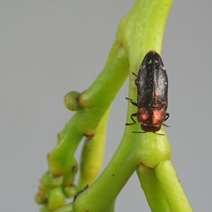 Diphucrania modesta, PL0376, female, on Acacia pycnantha, SL, 4.8 × 1.9 mm